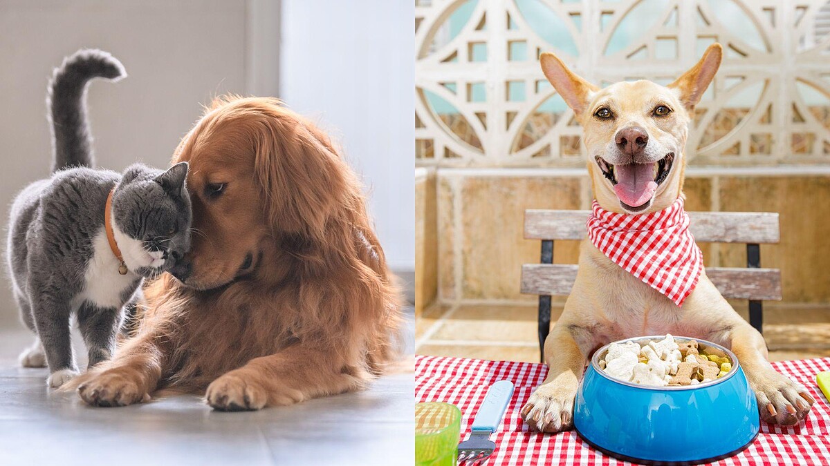 【毛孩研究室】主人別再亂餵！11種常見犬貓「禁忌食物清單」一次告訴你