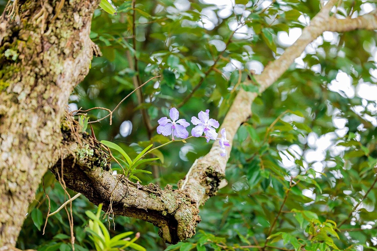大藍萬代蘭是典型的附生植物，並不依靠土壤，而是將根部緊緊附著於樹皮。