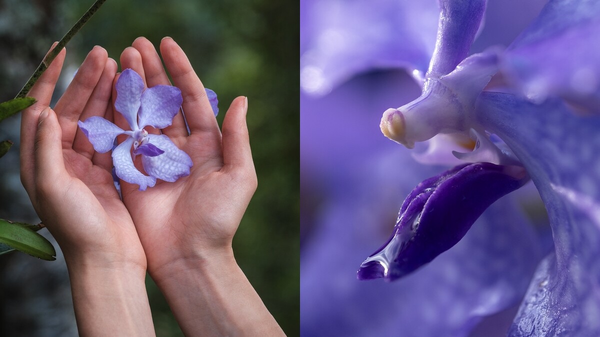大蘭萬代蘭對藍木蜂這類授粉昆蟲有著強烈吸引力，甚至因三片花瓣與三片萼片的結構而與昆蟲外形相似。這種共生的設計，使它在生態系統裡扮演了不可替代的角色。