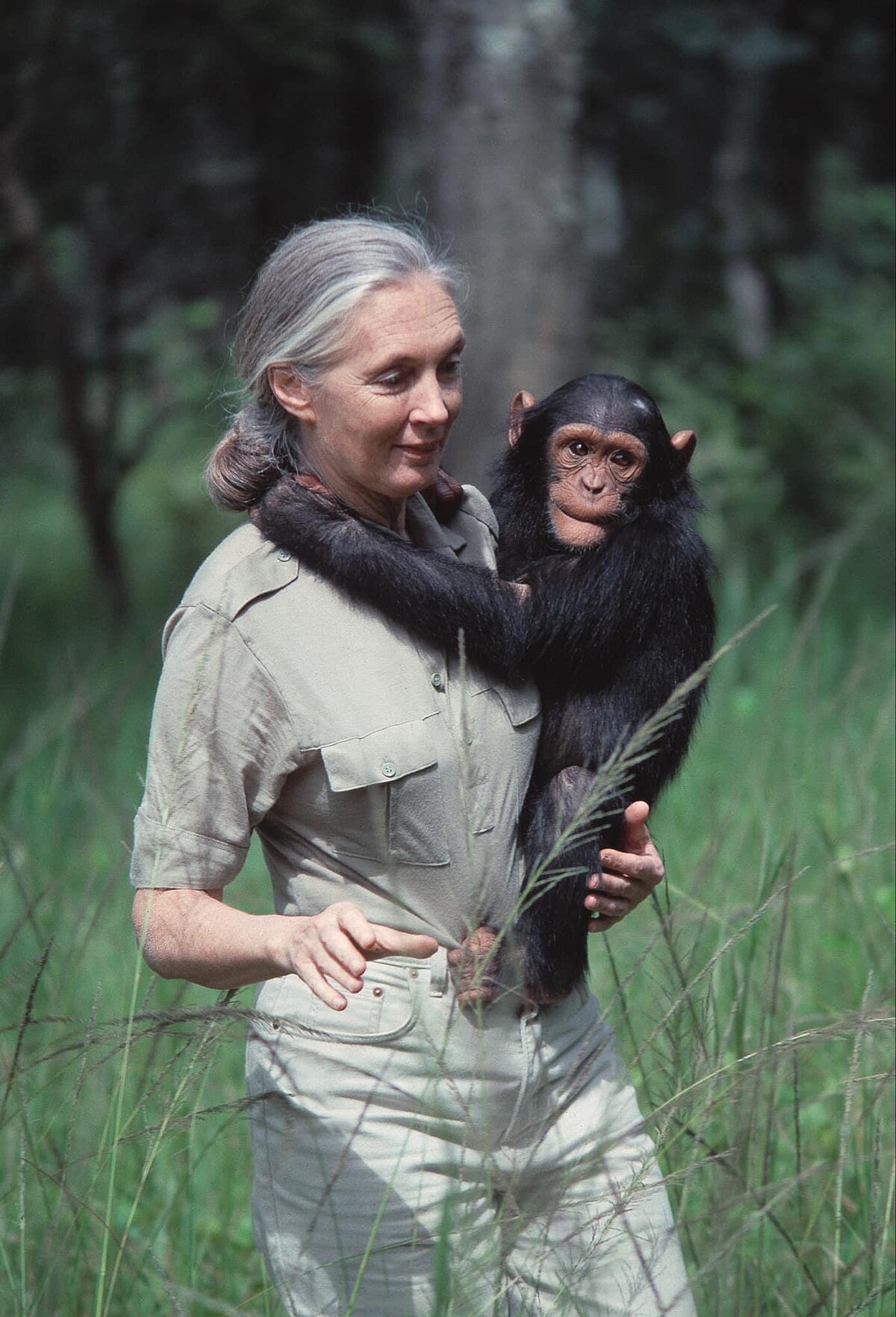 珍古德（Jane Goodall）