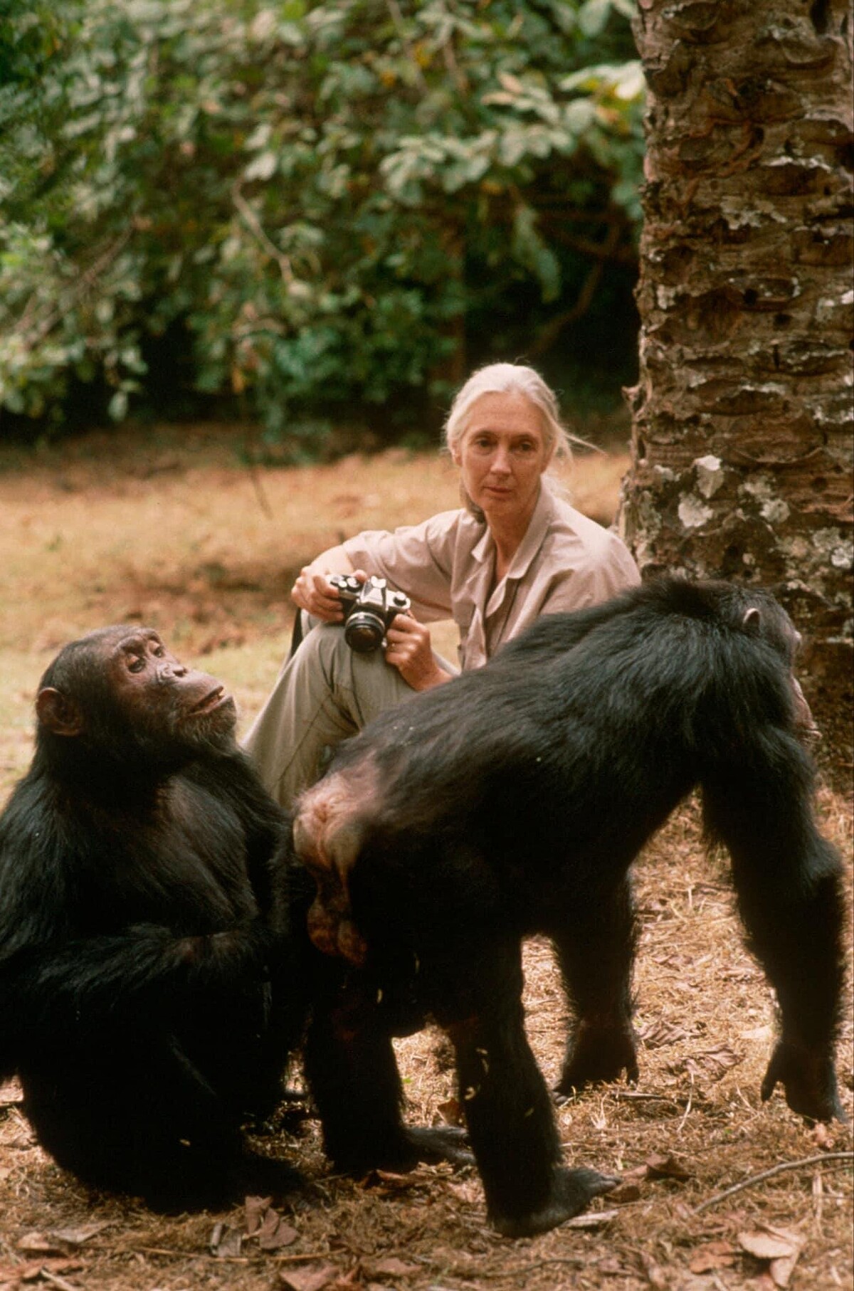珍古德（Jane Goodall）