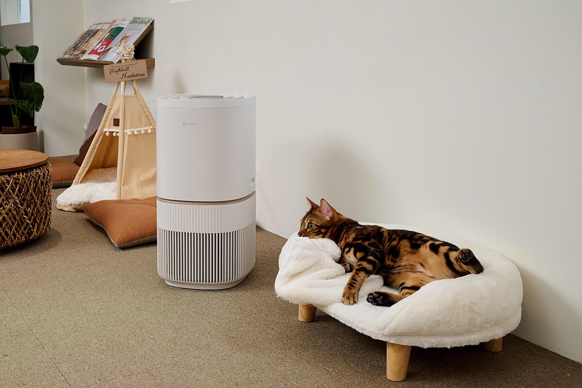 圖片提供:愛貓成癮CAT HOTEL & CAFÉ