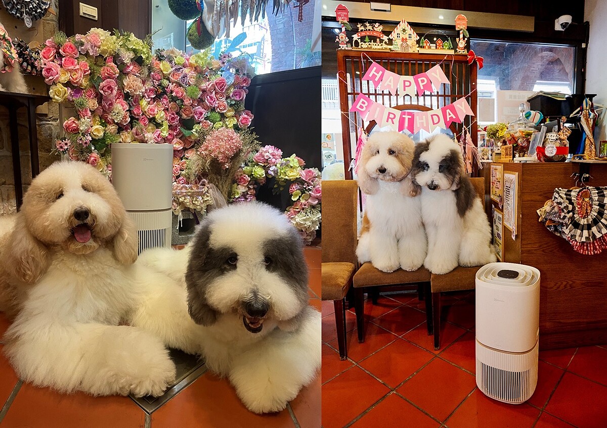圖片提供:大稻埕貴賓 寵物友善餐廳 standard poodle coffee