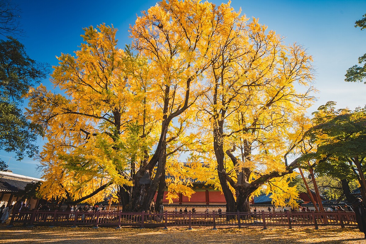 成均館明倫堂的大銀杏樹(Photo/首爾市政府FB)。