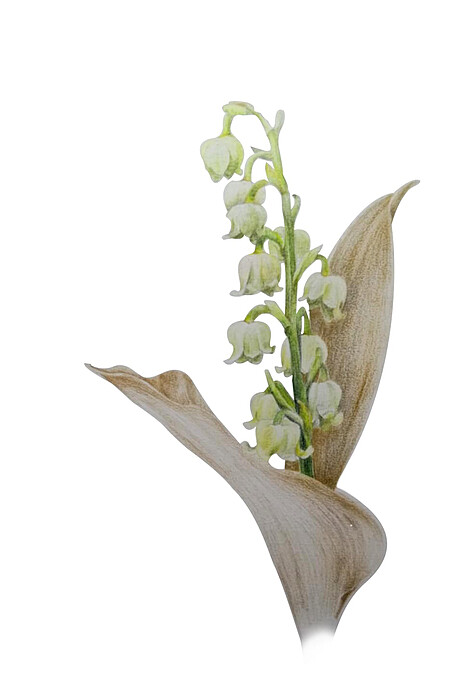 陳怡君《鈴蘭花》