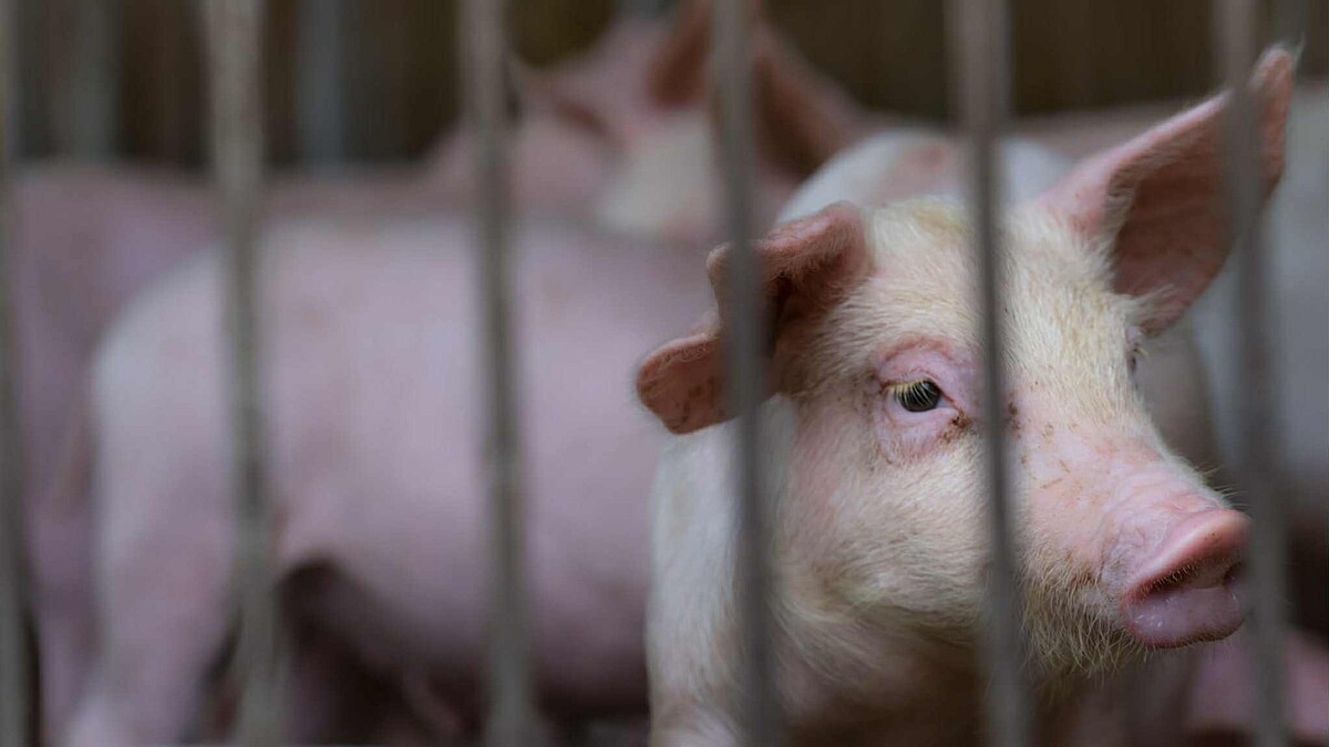 非洲豬瘟吃了會怎樣？症狀是什麼？傳染途徑QA一次看