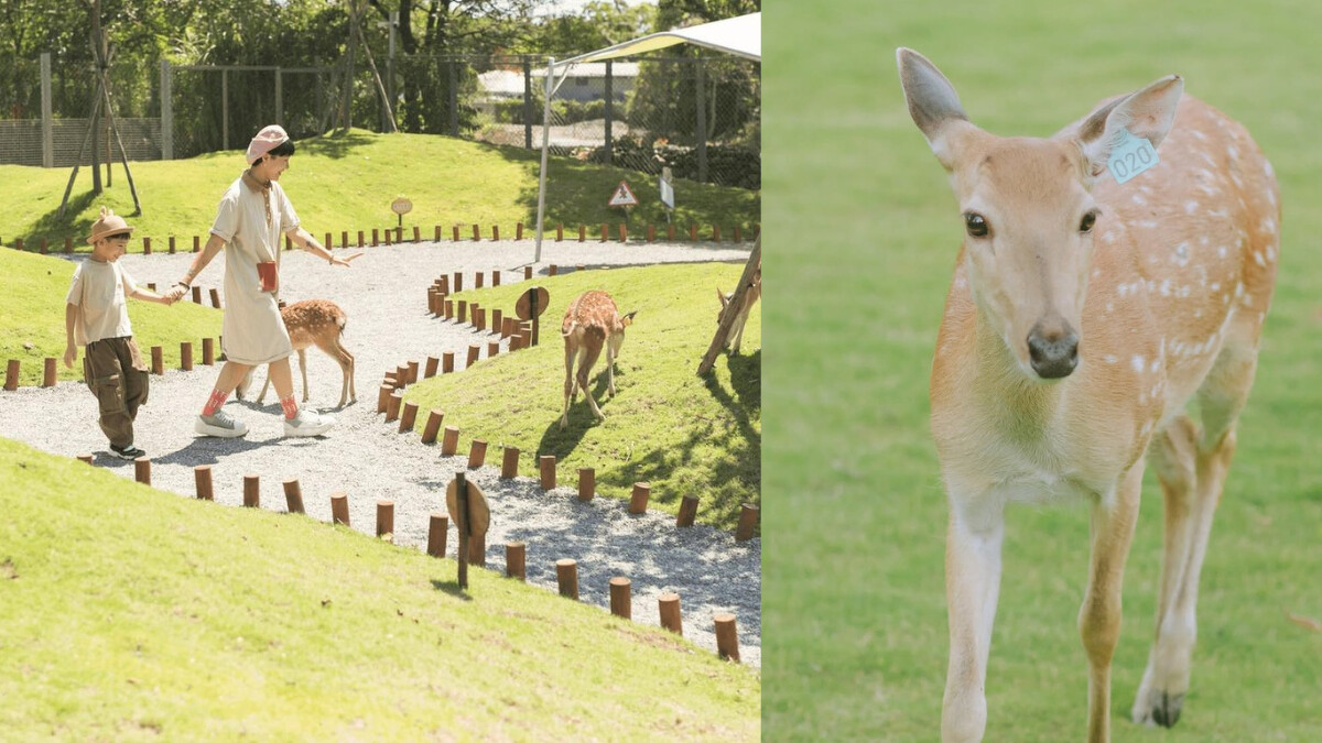斑比山丘，Photo／斑比山丘官網、IG@bambiland.yilan