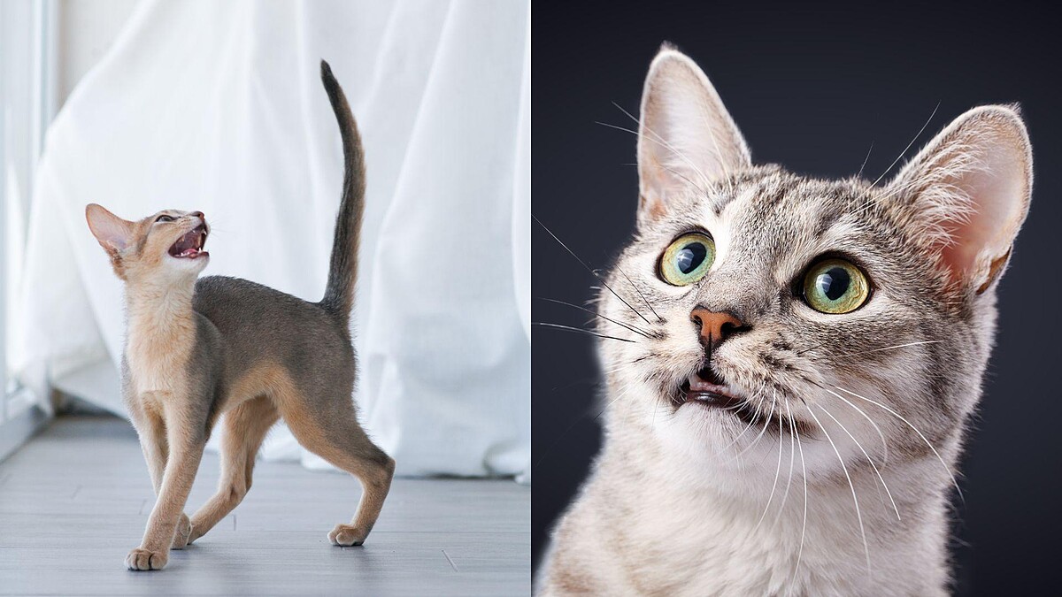 【毛孩研究室】貓半夜不讓你睡？行為專家教你6個方法，讓人貓都能睡好覺