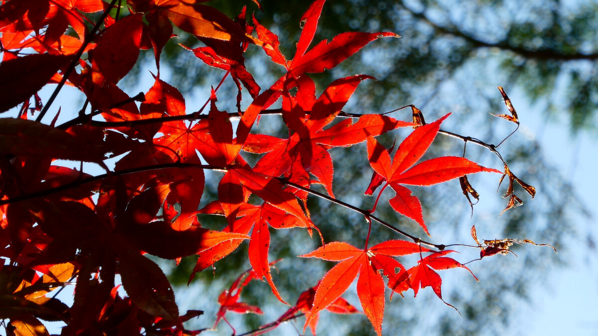 Photo／FB@奧萬大情報站