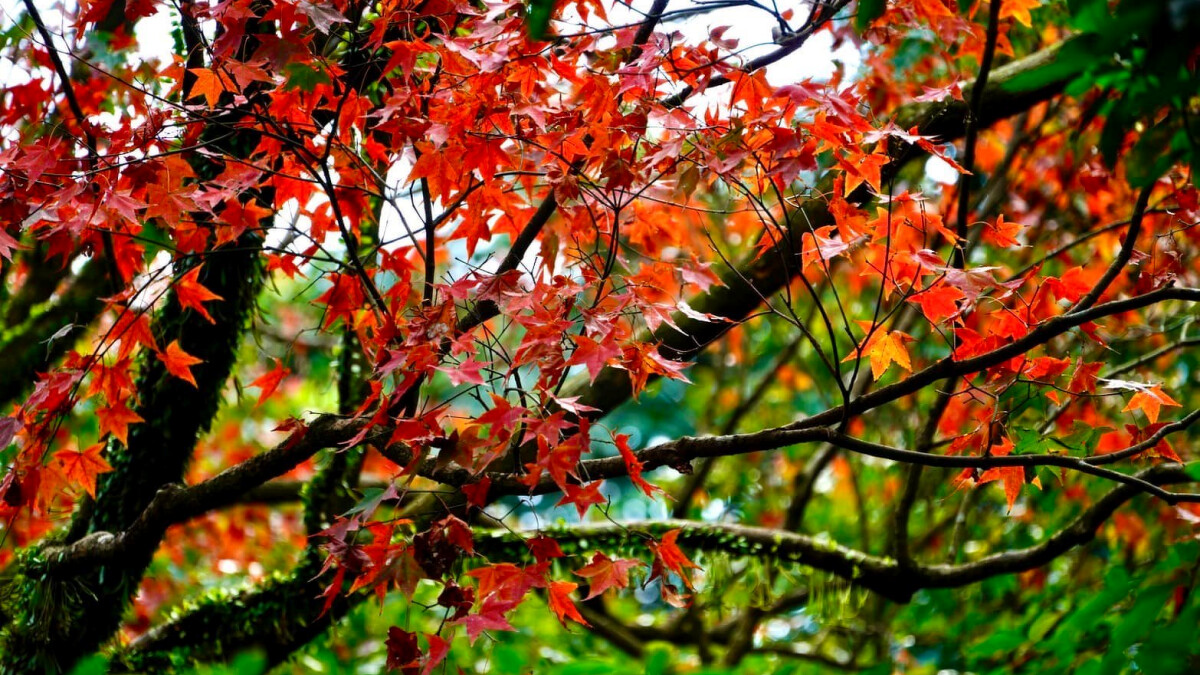 陽明山台北奧萬大。Photo／FB@台北奧萬大