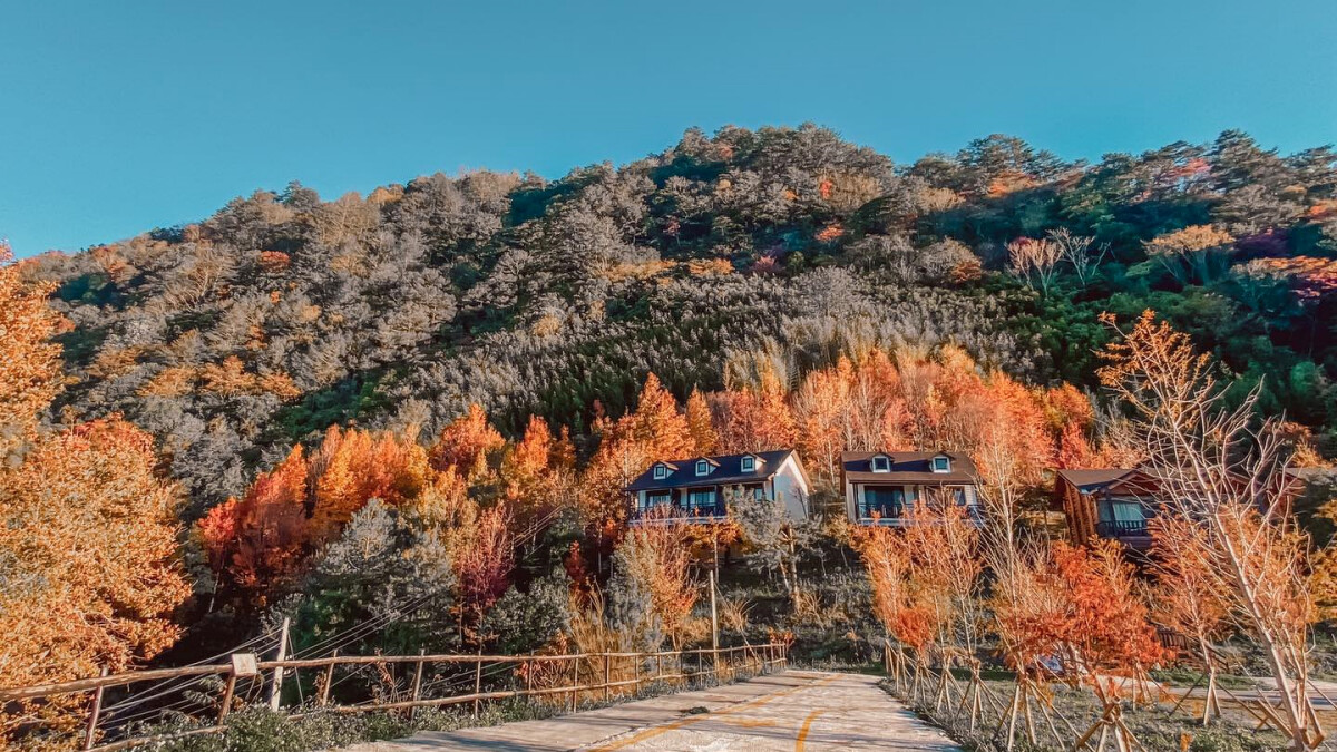 新竹司馬庫斯。Photo／FB@Smangus司馬庫斯