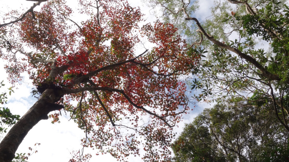 苗栗馬那邦山登山步道。Photo／FB@台灣山林悠遊網