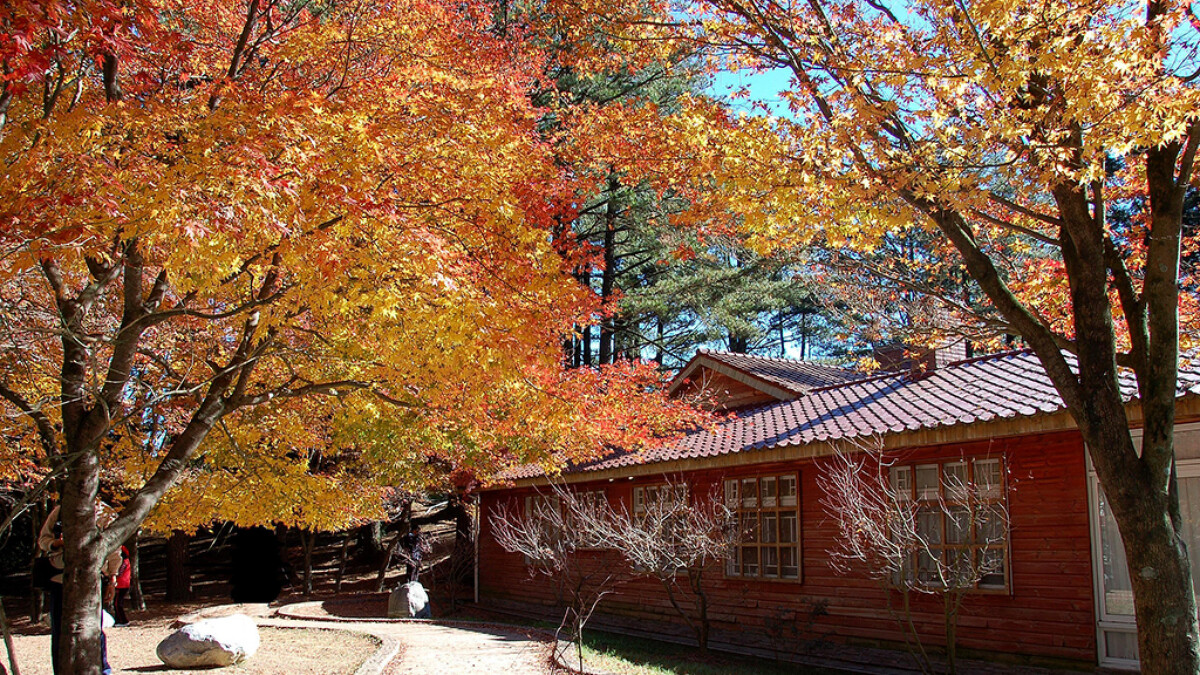 台中福壽山農場。Photo／交通部觀光署