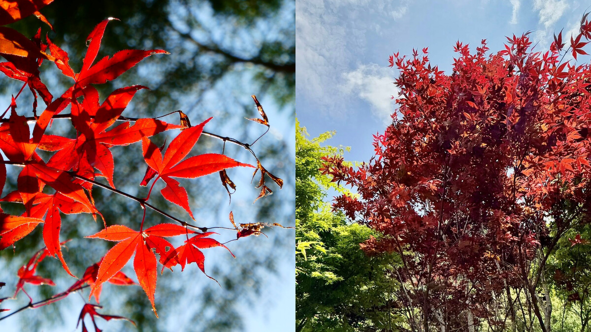 南投奧萬大國家森林遊樂區。Photo／FB@奧萬大情報站