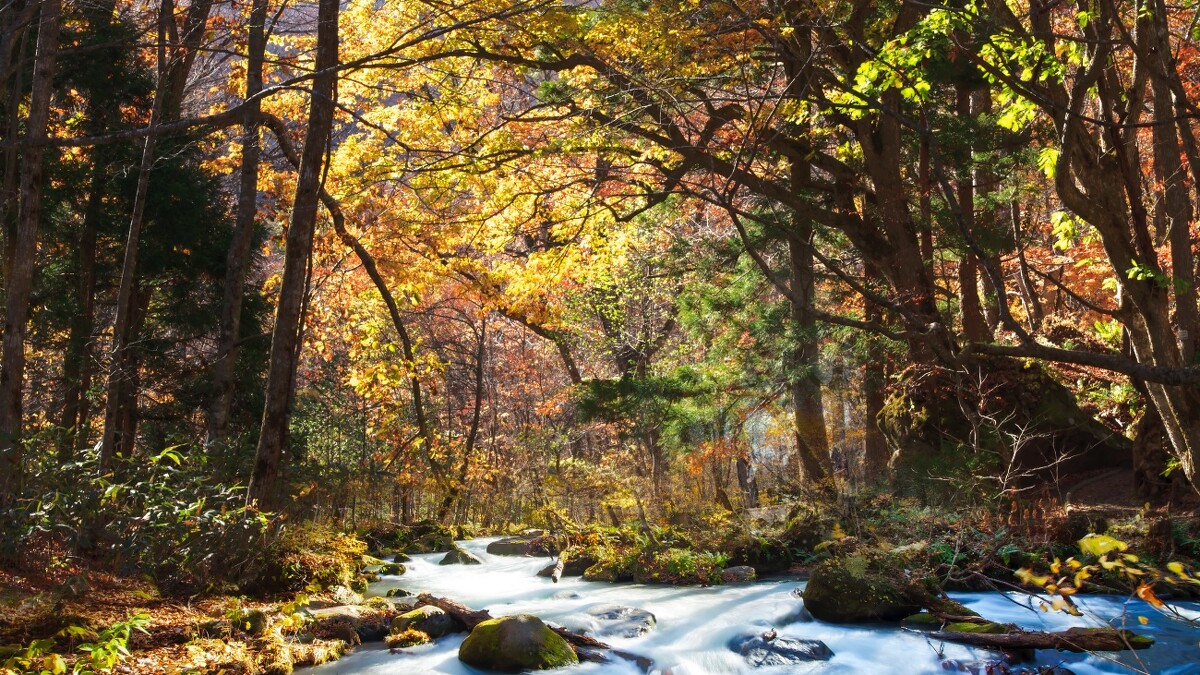 青森縣奧入瀨溪流。