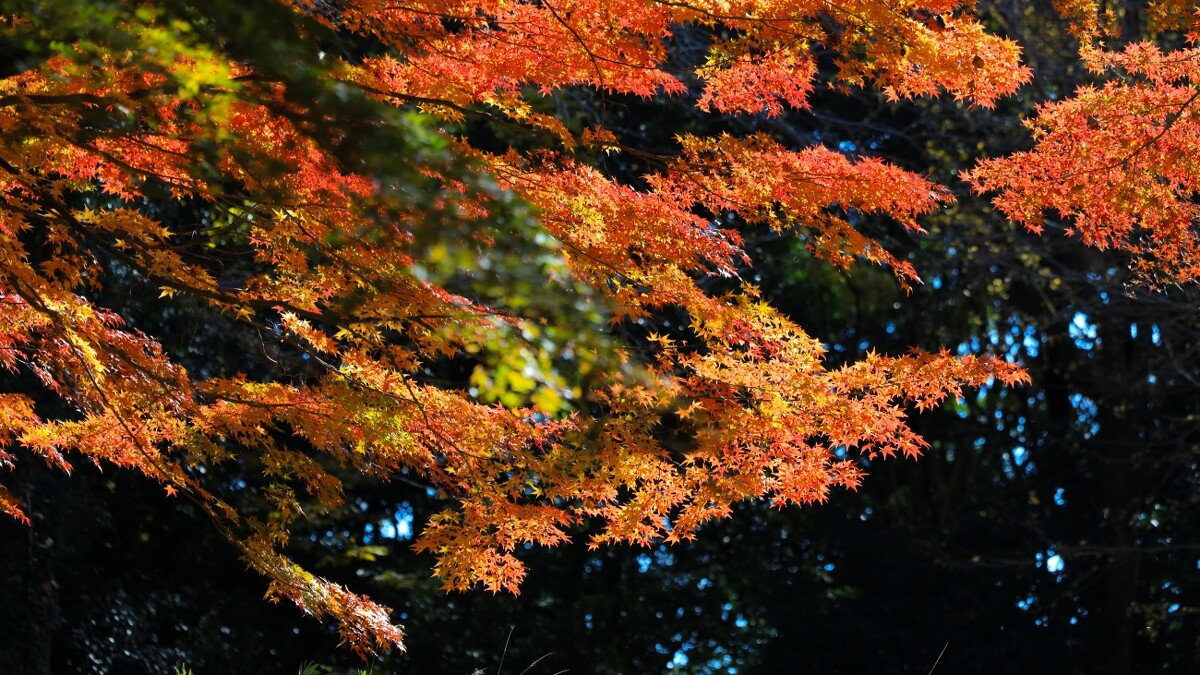 國營昭和紀念公園。