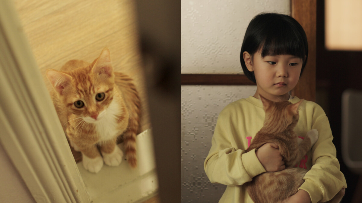衛生紙準備好！韓片《跟著貓走遇見愛》5大亮點，秋天必看的療癒系電影