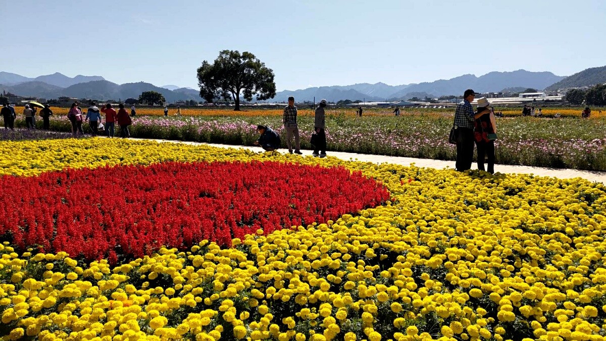 2024年新社花海實景
