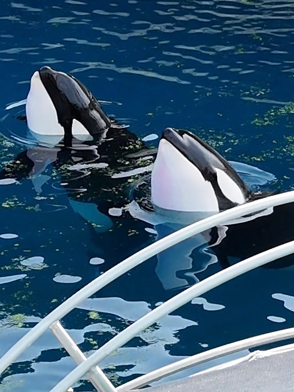 Photo/IG@sephlawless