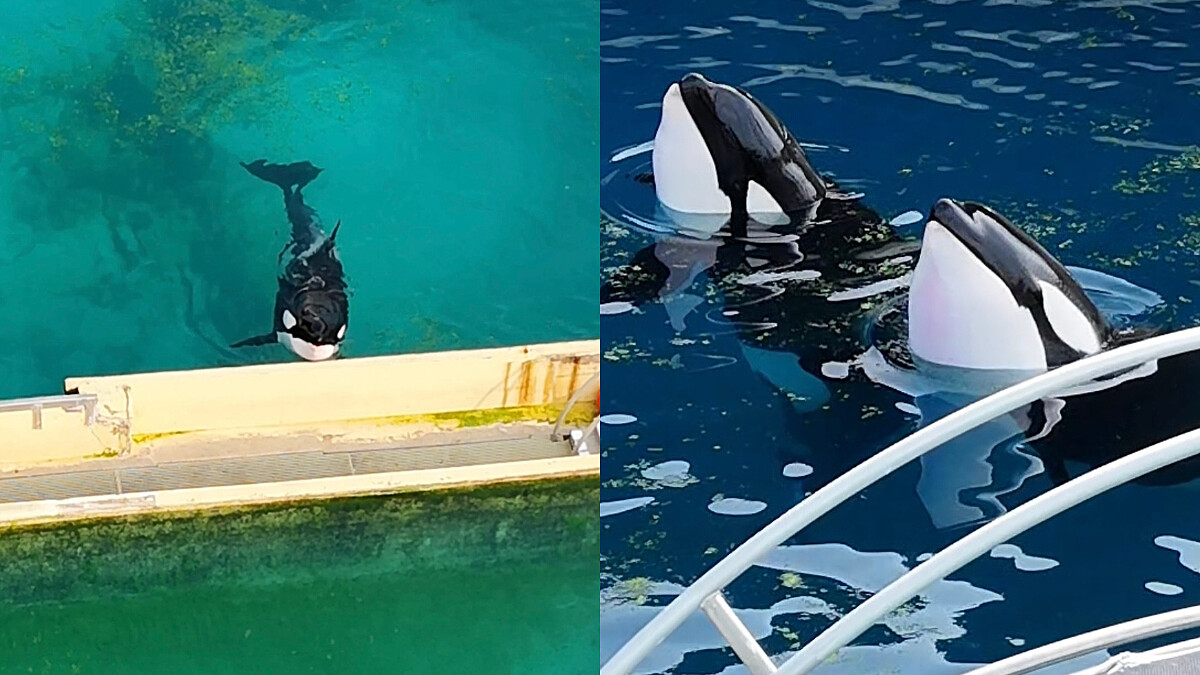 【更新】無人機喚醒等死虎鯨，哀傷舞姿瘋傳全球心碎！動保新法竟害牠們靜待死期？法政府最新回應、攝影師下場曝光