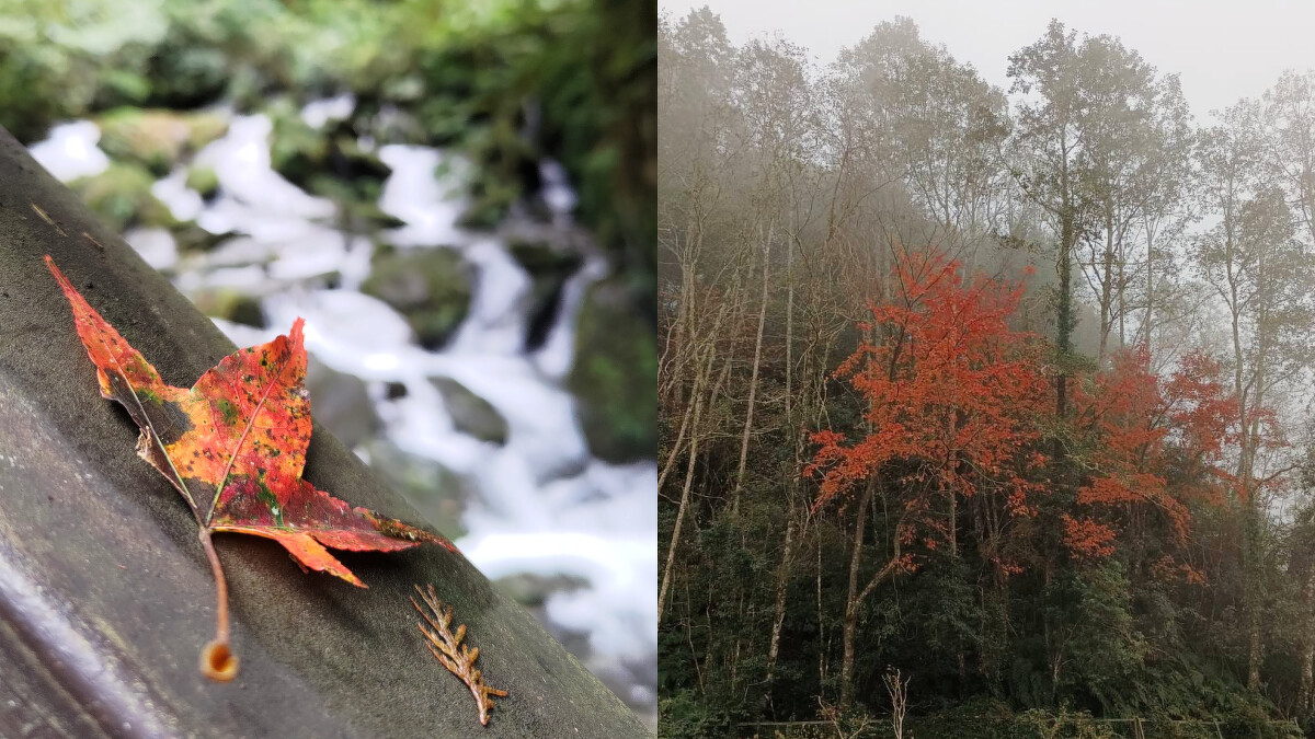 桃園拉拉山國家森林遊樂區。Photo／拉拉山國家森林遊樂區