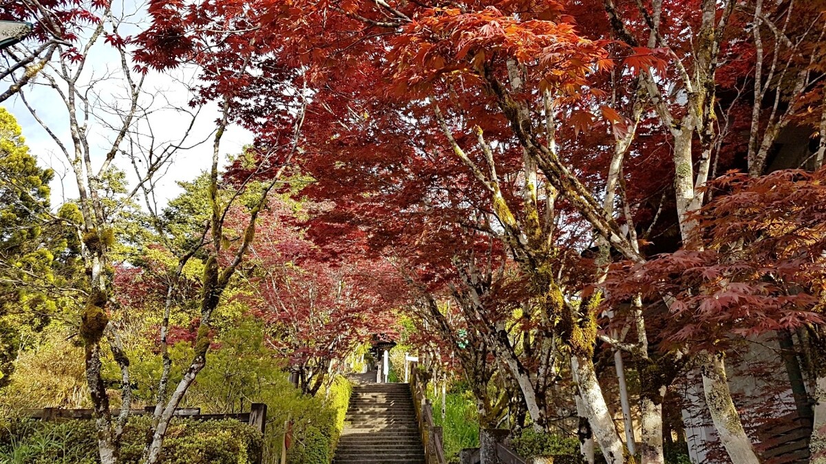 宜蘭太平山國家森林遊樂區。Photo／FB@太平山國家森林遊樂區