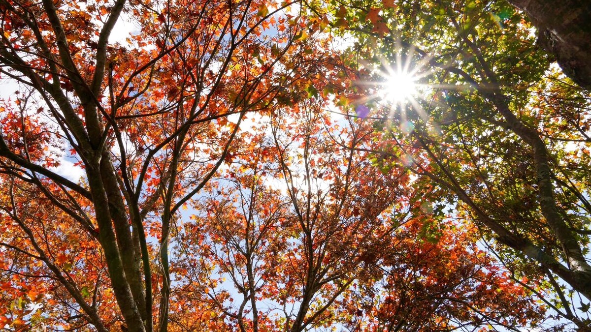 台中武陵農場。Photo／FB@武陵農場