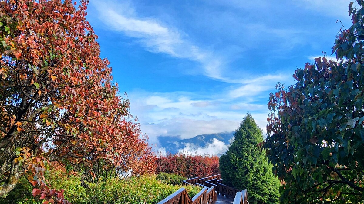 嘉義阿里山國家森林遊樂區。Photo／FB@林業及自然保育署嘉義分署