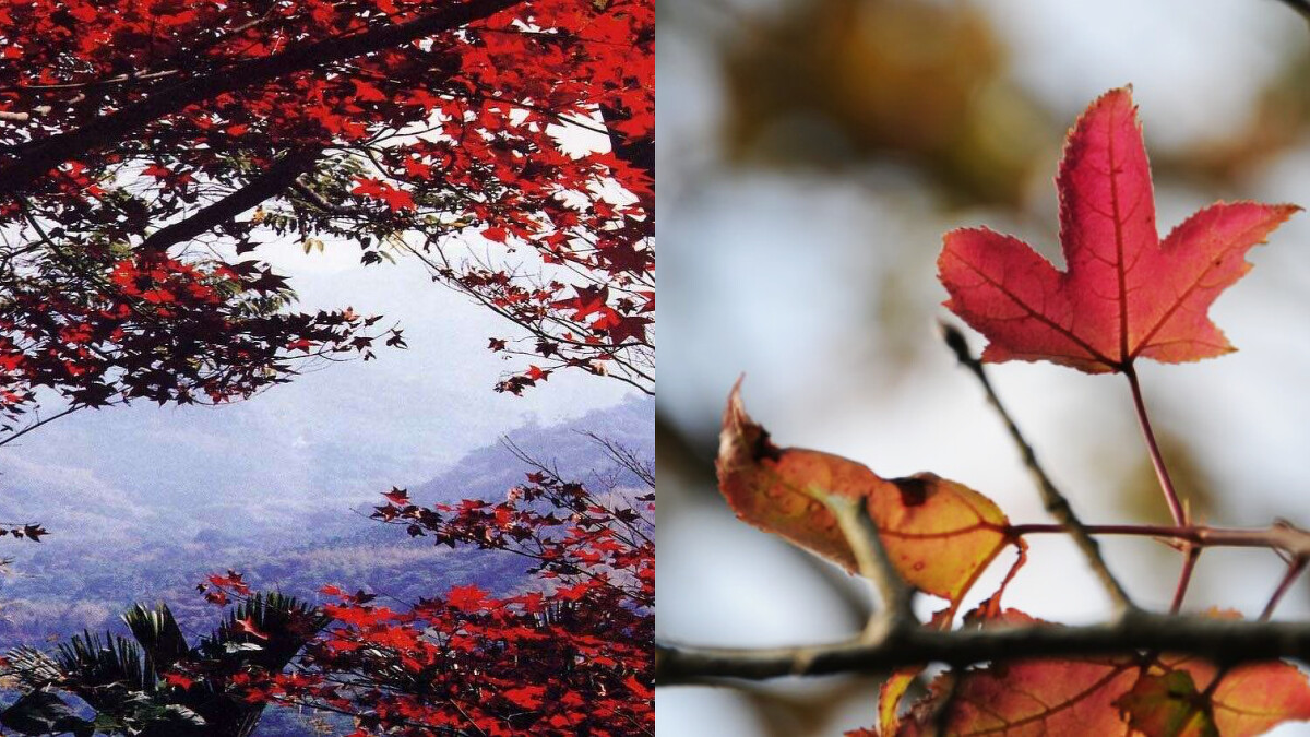 台南紅葉公園。Photo／FB@台南旅遊網、西拉雅國家風景區管理處 