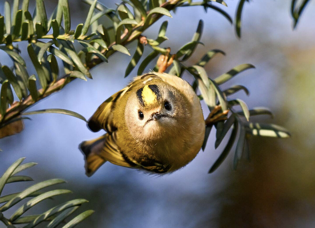 Photo/sashajumanca.com