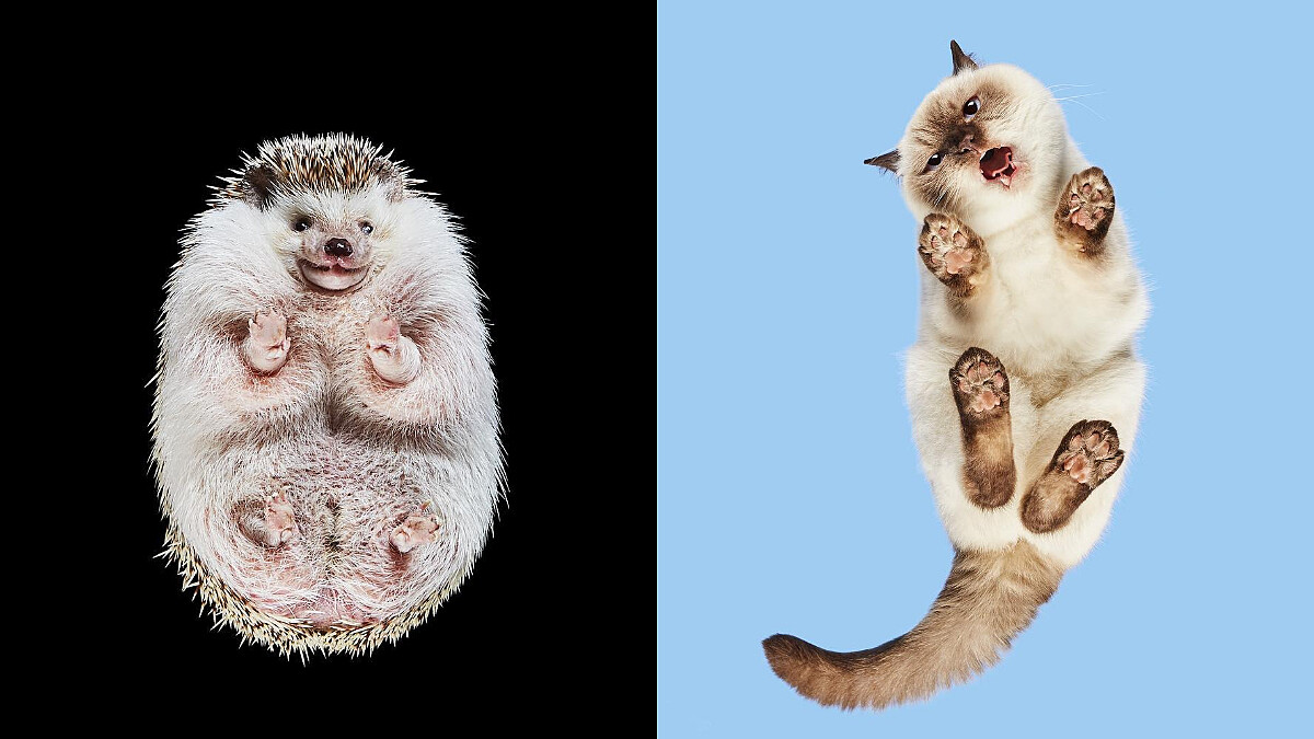 立陶宛攝影師花10年拍出「動物另一面」超可愛爆紅：「我們只看見了最熟悉且平凡的角度。」