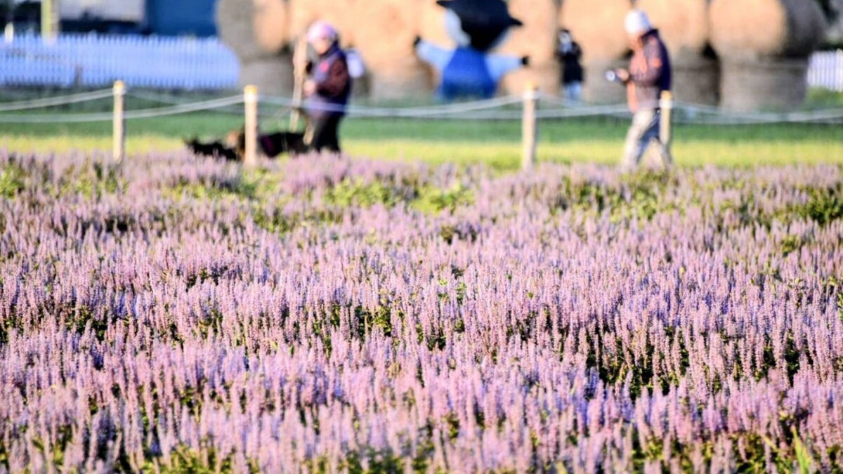 「2025桃園仙草嘉年華」浪漫登場