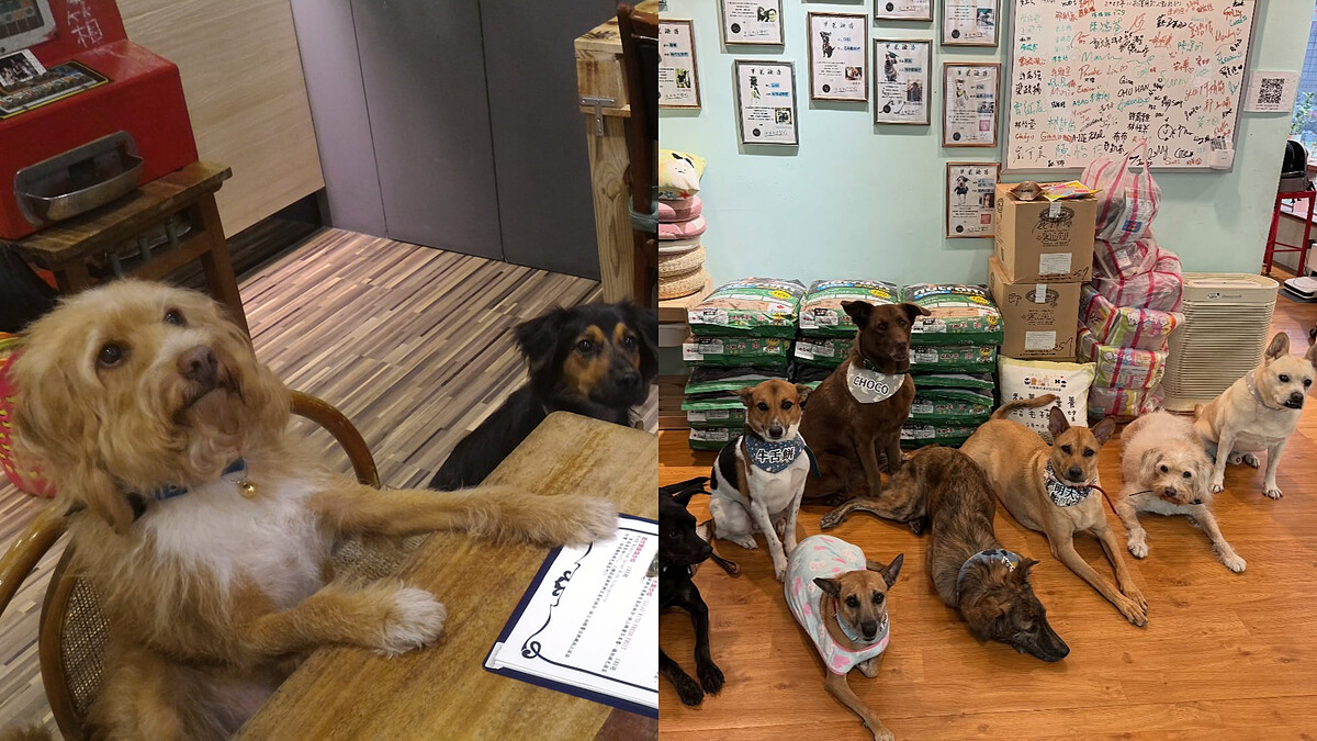浪浪化身專業店員！台中「攜旺cafe」導盲犬訓練師打造暖心咖啡廳，狗派不能錯過