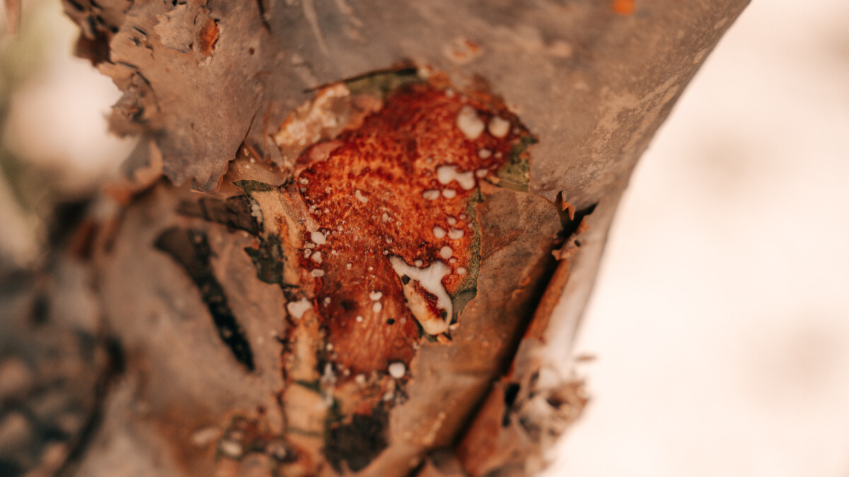 農夫現場切割樹皮，幾分鐘後，乳香樹脂便從樹幹中留出。