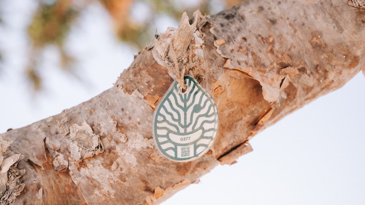 每一棵乳香樹皆有一個專屬 QR Code，記錄採收時間、採收者與採收方式，並使乳香樹不受日益增加的駱駝啃食侵擾。