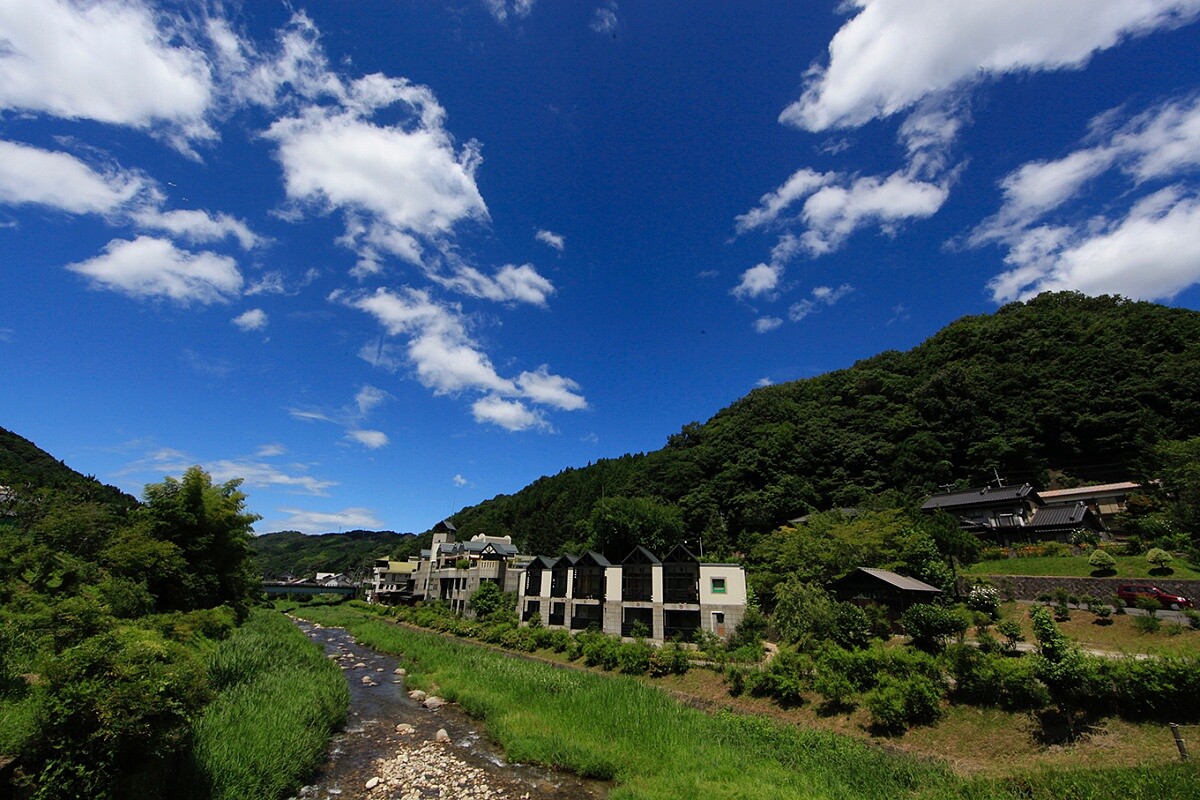 「百年草」（ひゃくねんそう）。