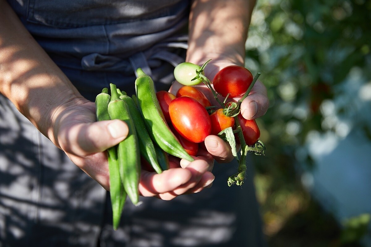 能自行取用園區蔬果。