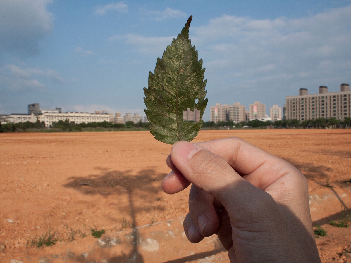 王雅慧，《葉洞》，2011，微噴輸出於半光面相紙，37.5 &times; 50公分（&times;6）。臺北市立美術館典藏。