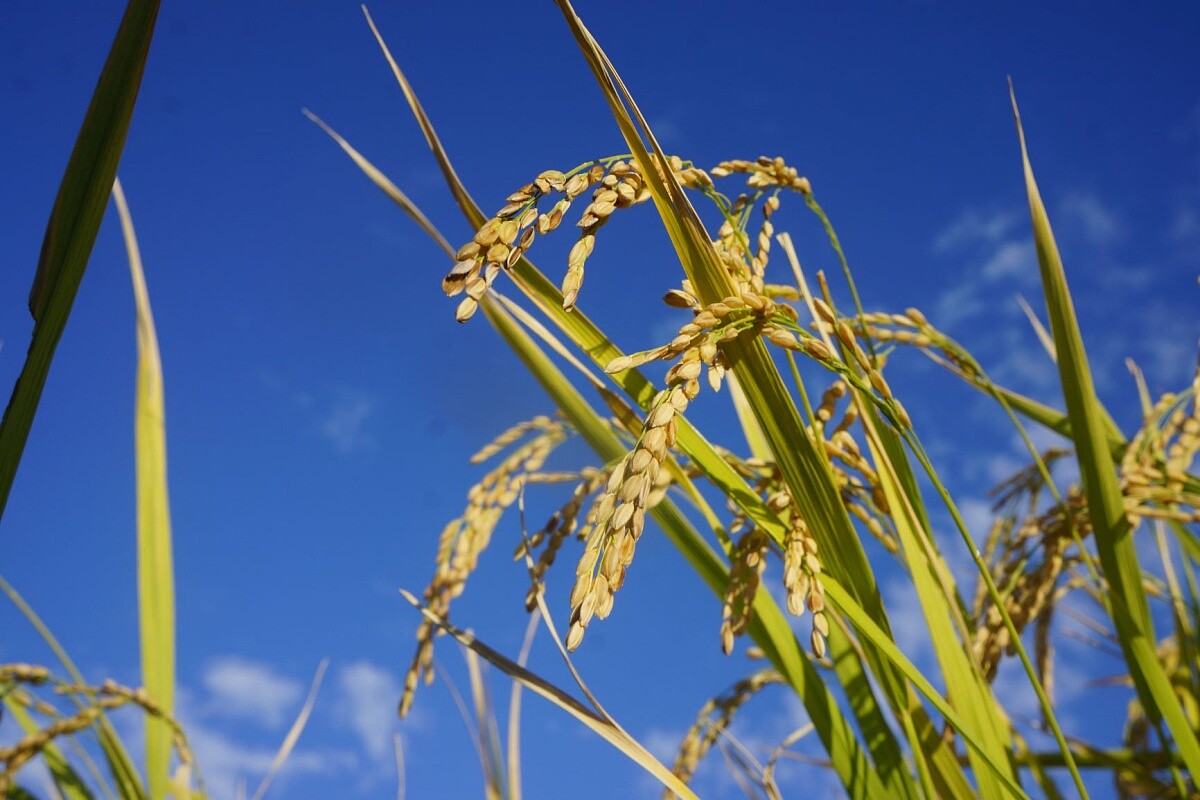 釀造日本酒，常態是選用釀造而生的「酒米」。