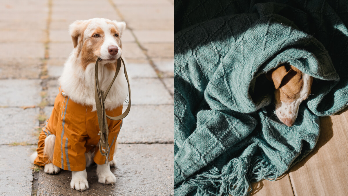 【毛孩研究室】冷氣團來了，高齡毛孩最怕這件事！出現這些行為一定要注意