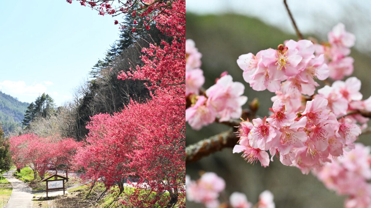 2026武陵農場櫻花季全攻略｜4大絕美景點、國光接駁專車票價、限定便當資訊懶人包