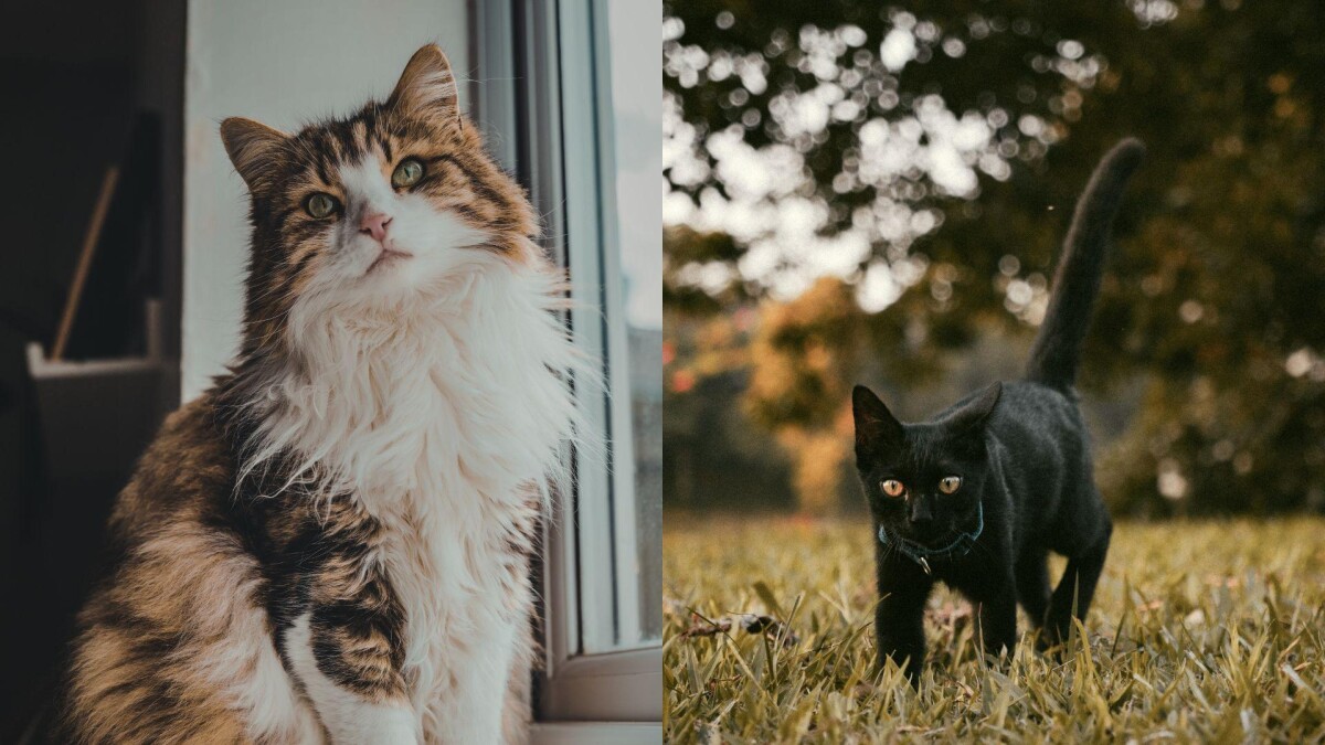 【毛孩研究室】貓咪情緒怎麼看？必學表情與肢體語言判讀技巧（附圖解）