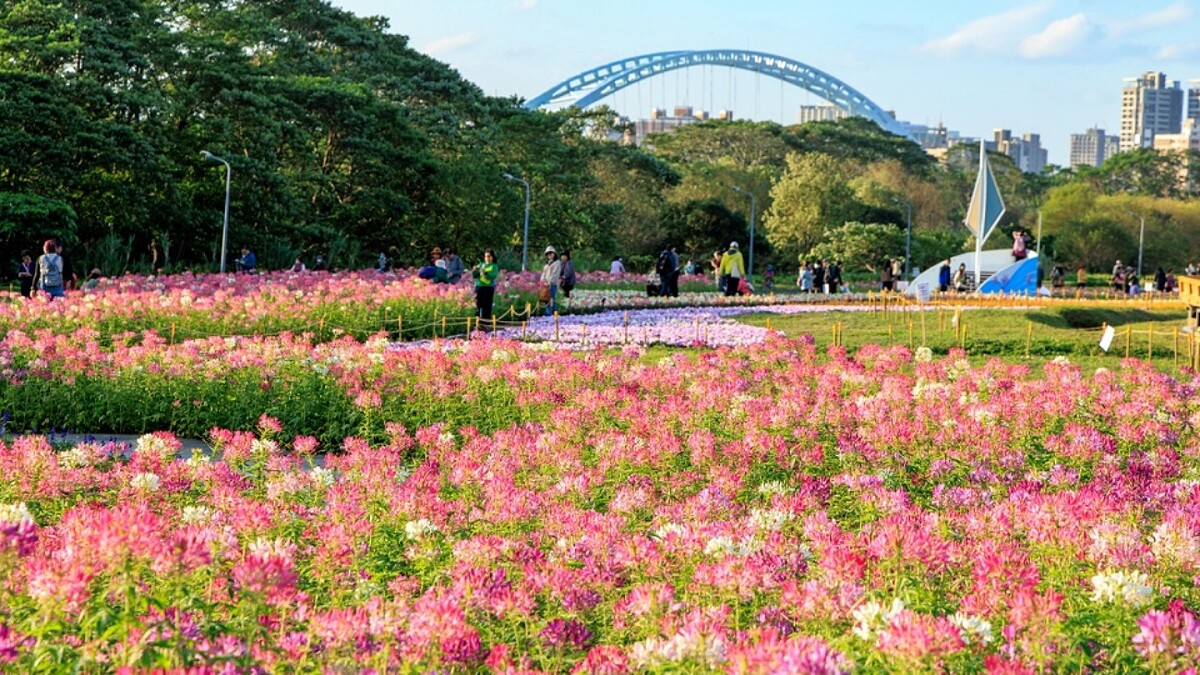 古亭花海往年照片,Photo/曹正邦