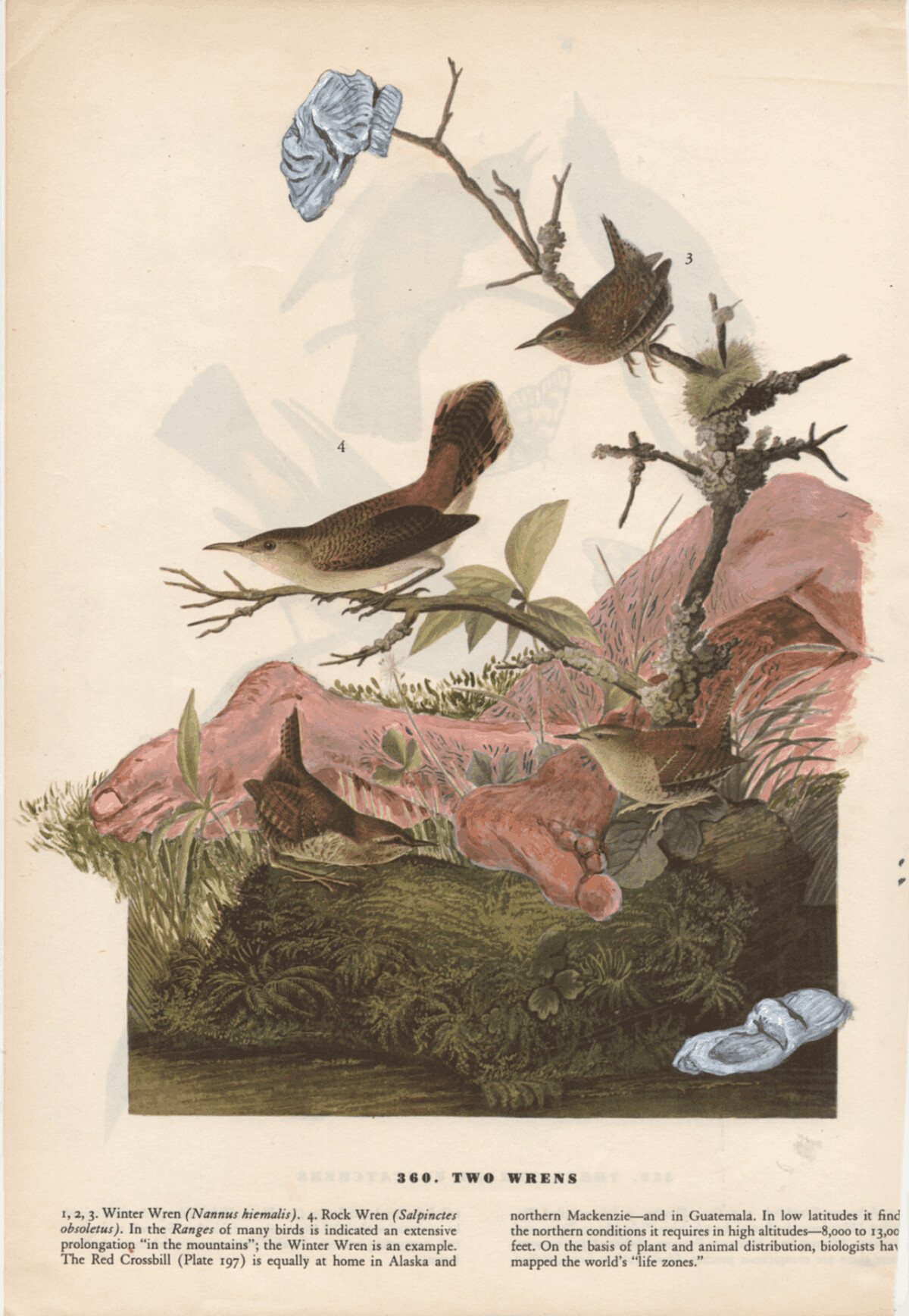 蔡咅璟《The Birds of New York-Two Wrens》，古籍、壓克力彩，2025