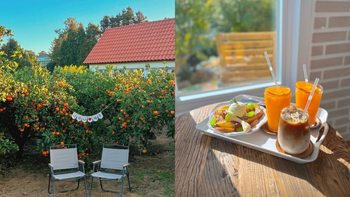 【Julia韓國觀察筆記】冬天去濟州島千萬不要錯過，6個橘子景點體驗採橘趣