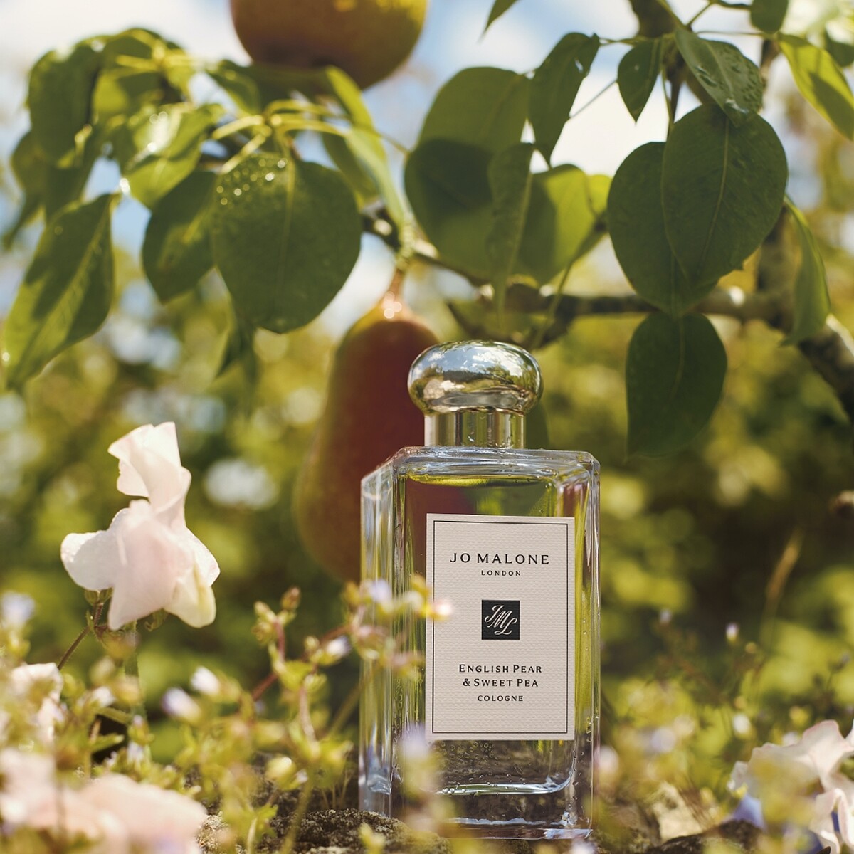 Jo Malone London英國梨與甜碗豆香水30ml，NT2,950、50ml，NT4,200、100ml，NT5,850