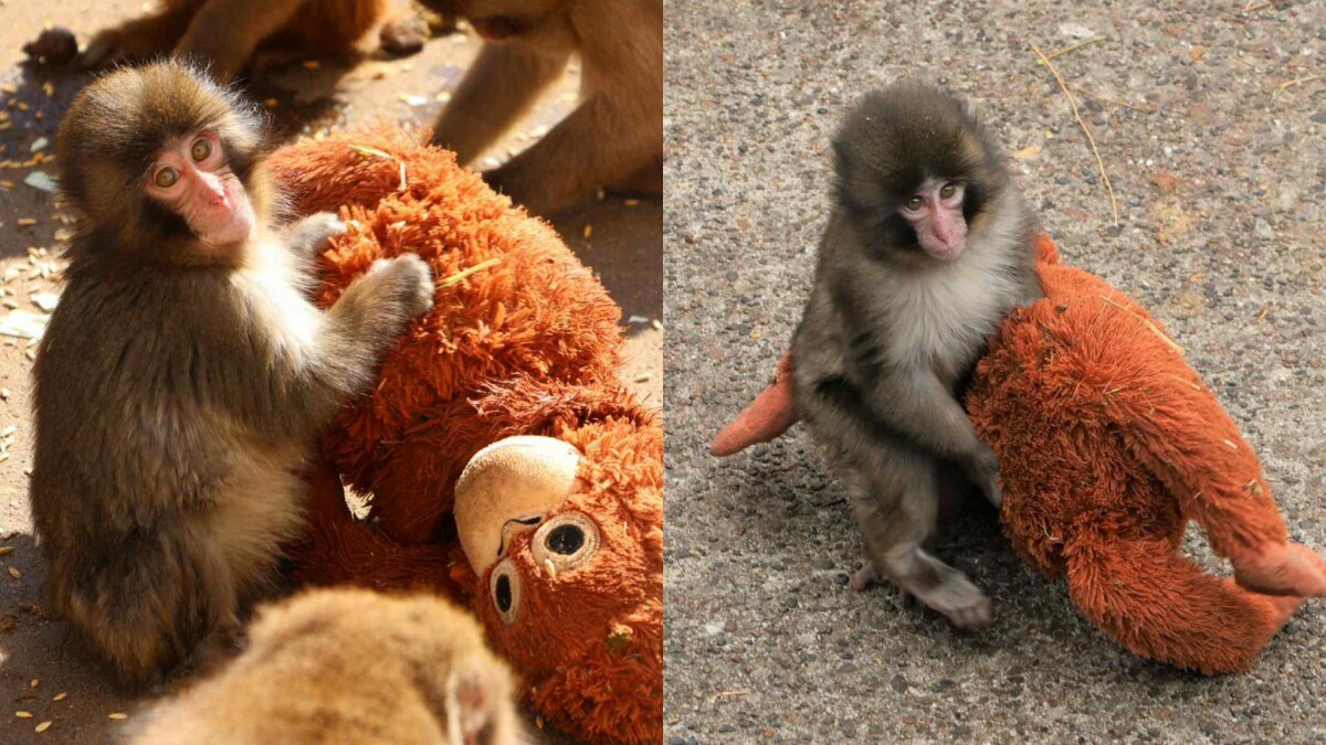 Panchi日本小猴紅什麼？緊抱IKEA玩偶畫面全球瘋傳，網紅喊高價收購被罵翻