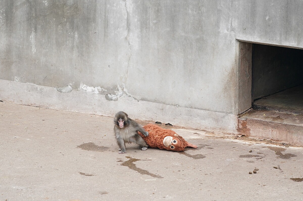 Photo / 市川市役所