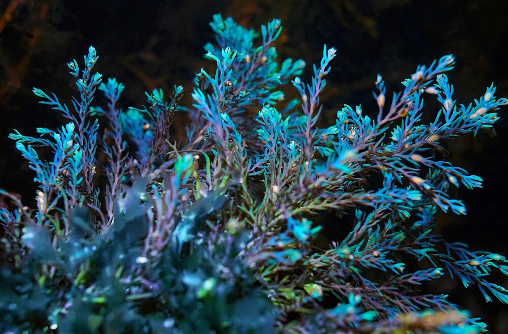 肌膚之鑰全新亮白關鍵成份-彩虹藻精萃。