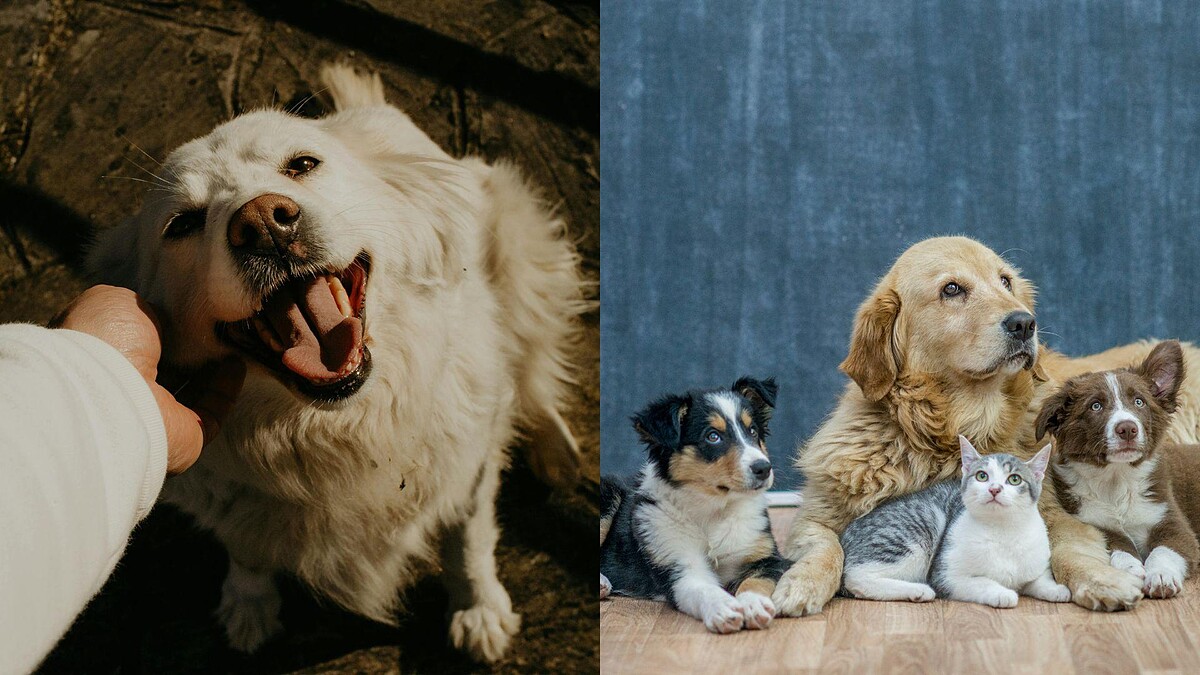 【毛孩研究室】想養品種貓狗？購買前必看的風險與自我審查清單